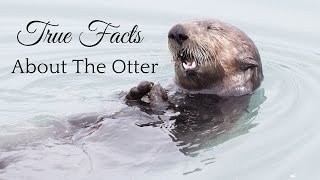 True Facts About The Otter
