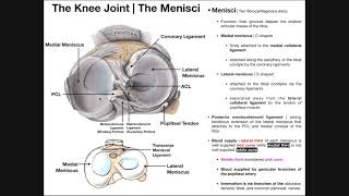 Anatomy of the Medial & Lateral Menisci