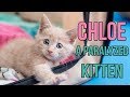 Rescuing Chloe, a Paralyzed Kitten