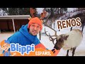 Blippi visita una granja de renos