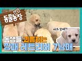 무시무시한 ‘깡패’ 크림색 레트리버 군단 I TV동물농장 (Animal Farm) | SBS Story