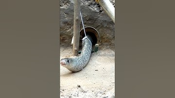 Amazing DIY Snake Trap #snaketrap #youtubeshorts #shorts #shortvideo #shortsviral #snake #traps