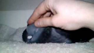 VID 00002 20090204 2131