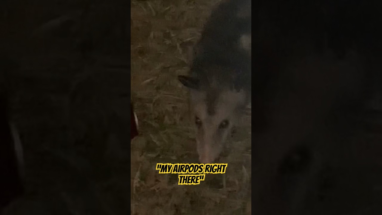 Mira Opossum pulls up on them 😳🫣 **MUST WATCH** #fyp #foryou #scary #wildlife en YouTube Mira Opossum pulls up on them 😳🫣 **MUST WATCH** #fyp #foryou #scary #wildlife en YouTube