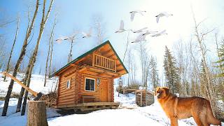 I Collected 40 Logs at my Mini Off Grid Log Cabin!