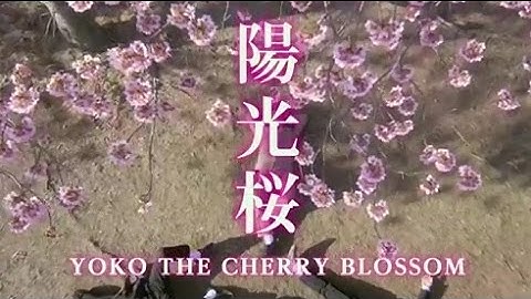 映画「陽光桜  YOKO THE CHERRY BLOSSOM」予告編