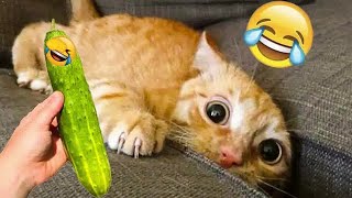 The FUNNIEST and CUTEST moments with ANIMALS! DOGS+CATS