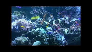 Pee Wee Gaskins - Amuk Redam (Video With Lyrics)