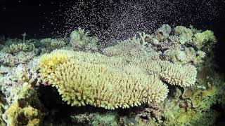 奄美大島の海でサンゴが産卵　20210601