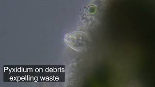 Pyxidium On Mites And Debris