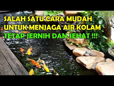 Video: Bagaimana Menjaga Kebersihan Air Kolam?