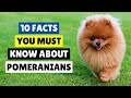 10 COOL FACTS You Didn't Know About POMERANIANS 🐶🥰 DOGS 101