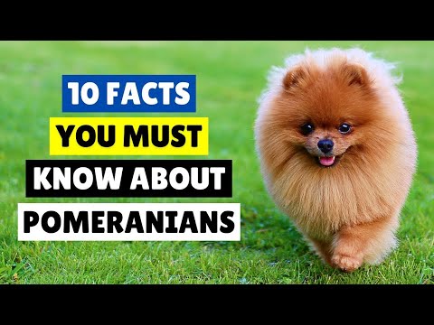 Video: Pomeranian Puppies: Roztomilé Obrázky A Fakty