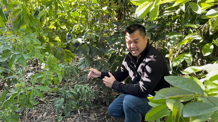 Growing Longan and Lychee Fruit Trees in Cold Climate - DayDayNews