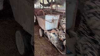 Still struggling with troublesome dung disposal problems? #Dairy #farm #cow #equipments #dung