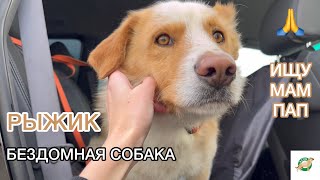 БЕЗДОМНАЯ собака из Краснодара ищет ЛЮБЯЩИЙ ДОМ | Астин зоотакси