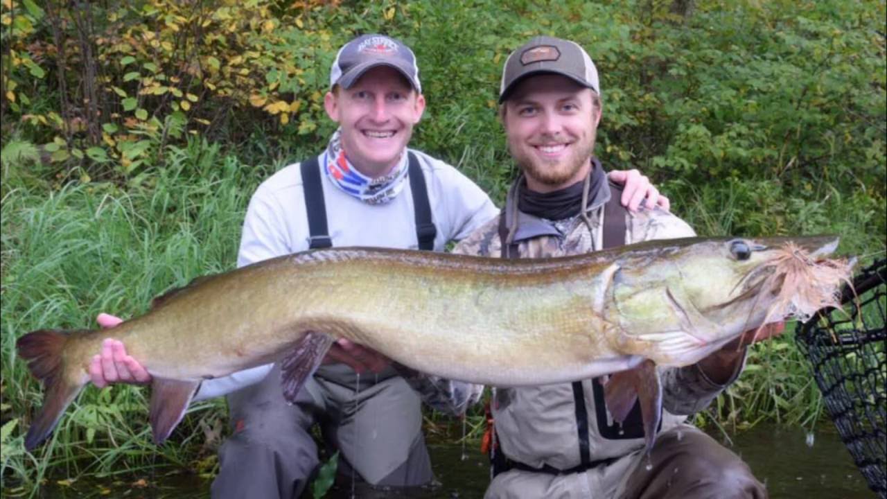 Fly Fishing Musky at Musky Madness 2016 49.75in Musky with Livin' the