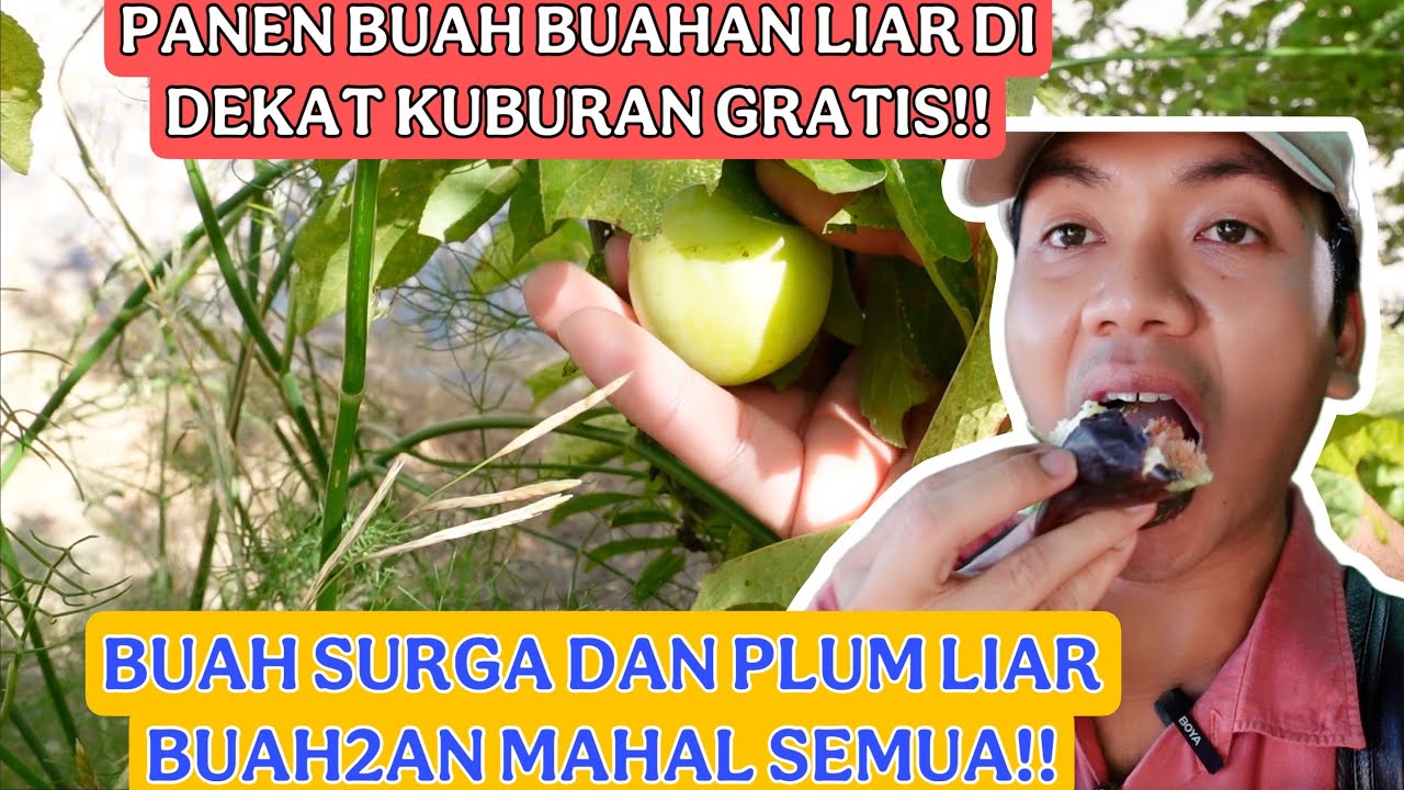 PANEN BUAH BUAHAN MAHAL LIAR GRATIS DI DEKAT KUBURAN!! BUAH TIN JUMBO DAN BUAH PLUM!!