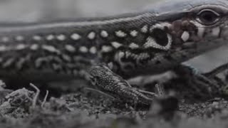 How do lizards regrow their tails