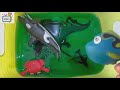 Let's Learn Sea Animals in English and Korean ! 바다동물 영어와 한국말 배우기!