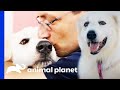 Family Adopts A Dog Who They Have A Very Special Connection With | Pit Bulls & Parolees