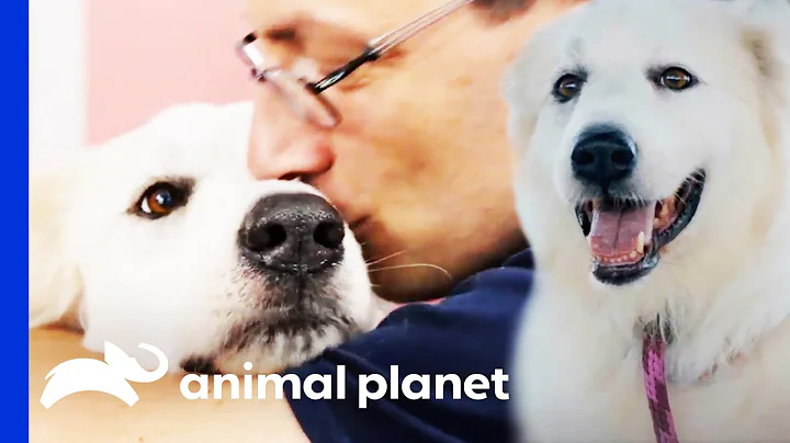 Family Adopts A Dog Who They Have A Very Special C...
