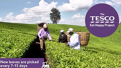 Tip Top Tea: how does tea grow?