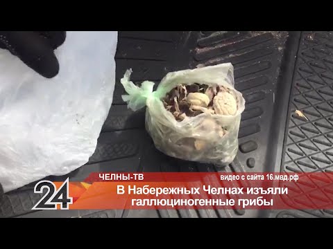 В Челнах изъяли галлюциногенные грибы