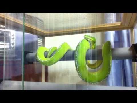 green tree Python lying in a coil process