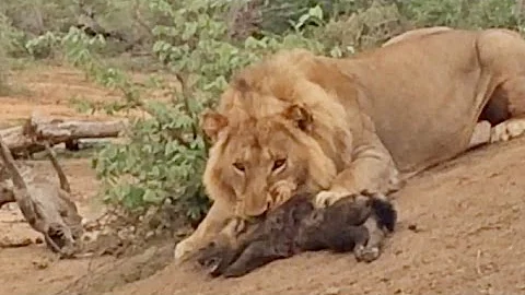 MALE LION ATTACKS & KILLS BABY HYENA