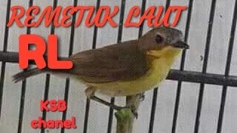 Burung remetuk laut gacor full isian,RL gacor || cocok buat masteran murai batu