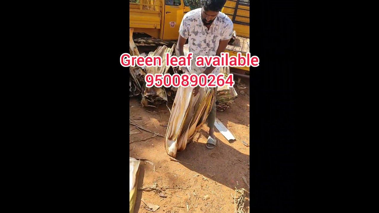 Evergreen Areca Nut Leaf Plates Available On IndiaMART YouTube evergreen-areca-nut-leaf-plates-available-on-indiamart-youtube