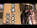 【告知】テレビ放送のお知らせをふたりがするよ！