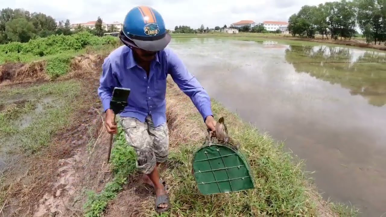 Bẩy Mắt Xéo/ Mắt Xéo Bổi Thuần Cám Cứng 