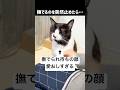 絶対無理🥹こんなおねだりされて無視できる人いる？肉球の上で転がされてる飼い主#ハチワレ #ばんくん #shorts