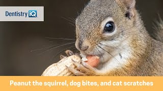 Peanut the squirrel, dog bites, and cat scratches: Protecting against animal bites