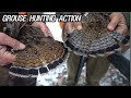 CRAZY Grouse Hunting (ACTION 30 FLUSHES)