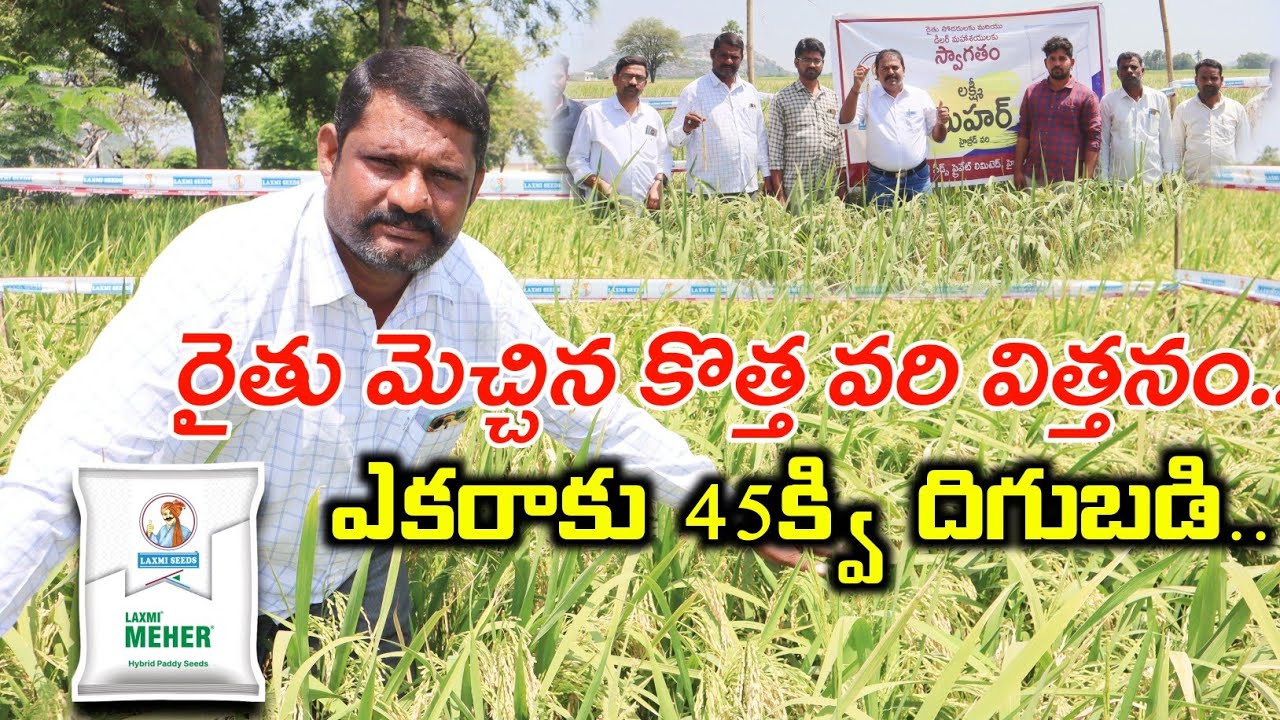 ఎకరాకు 45క్వి హైబ్రిడ్ వరి | Mehar Hybrid Paddy Cultivation | Best Paddy Seeds | Shiva Agri Clinic