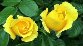 Yellow rose in texas ( https://www.songsguitar.com/ ) 1. there’s a
texas, that i am gonna see. nobody else could miss her, not half as
much as...