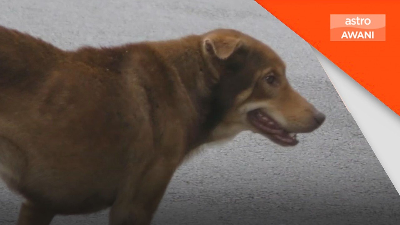 Lelaki 44 tahun di Sarawak korban pertama akibat rabies tahun ini