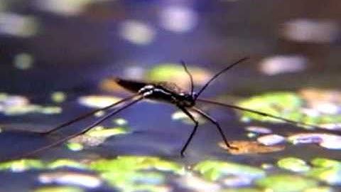 Flow Visualization technique