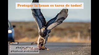 Torres del Paine -  Rapaces en la Ruta - iso100 Outdoor