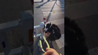 Brain loading… please wait#dumbdog #foryou #shorts