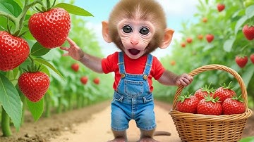 Monkey NaNa drives a tractor to find the Missing Duckling and an Unexpected adventure at the farm