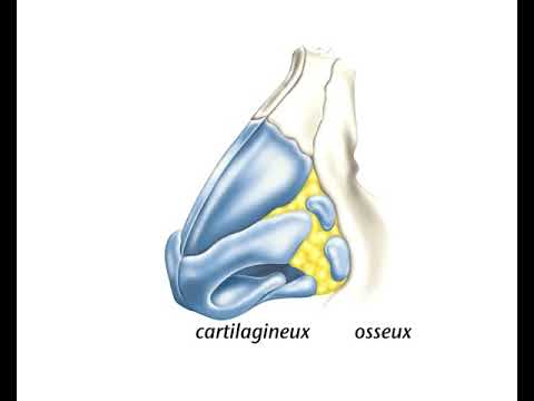 Vidéo: Quelle est la fonction des narines ?