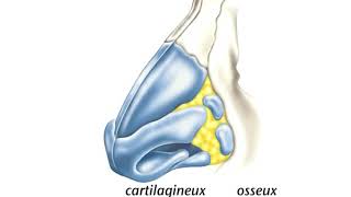 ORL anatomie du nez