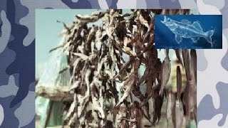 Как солить рыбу ( Бычок ) Как солить рыбу ( Бычок )