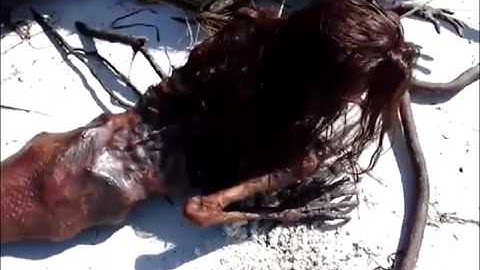 Dead Mermaid Found On The Beach After Hurricane | This Is The Original Clear Video