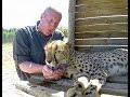 Giving Hot Cheetahs Water By Hand | Cooling Down Big Cats In Drought Stricken South Africa