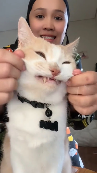 It's time for brother Pororo to work, keep up the spirit 💪 #pororocat #pororocats #pororo